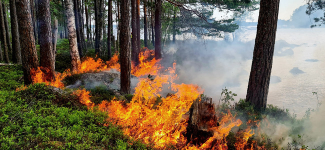 Naturvårdsbränning på tre biotopskyddade öar på sjön Viksjön i Gävle kommun. Foto: John Lindström