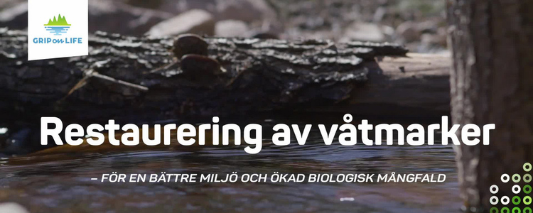 Posterbild till film om restaurering av våtmarker / Sandvadsväcken. Foto: Bulldozer