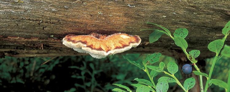 Lappticka.  Foto: Johan Nitare