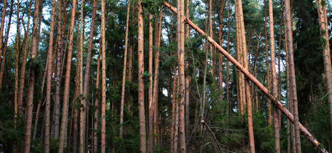 Gles tallskog där ett par tallar har fallit omkull under en storm. Foto: Mostphotos