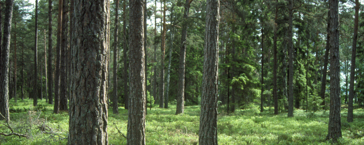 Barrskog.