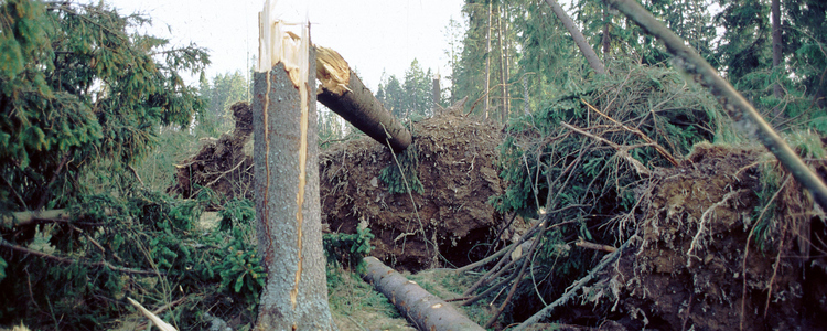 Stormfälld skog. Foto: Rune Ahlander