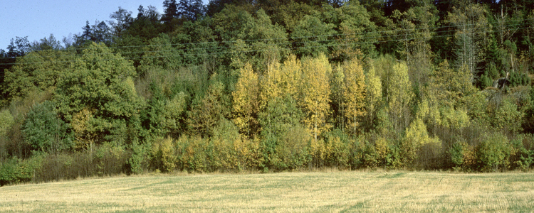 Skogsbryn.