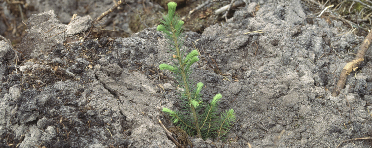 Plantering.  Foto: Michael Ekstrand