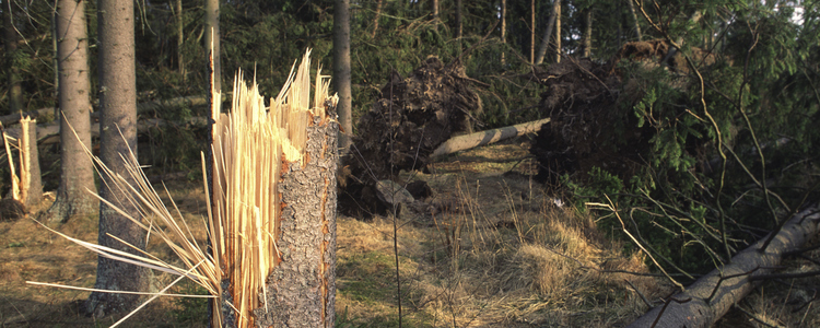 Stormfälld skog.  Foto: Michael Ekstrand