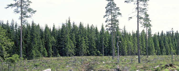 Hyggeskant med granskog. Foto: Michael Ekstrand