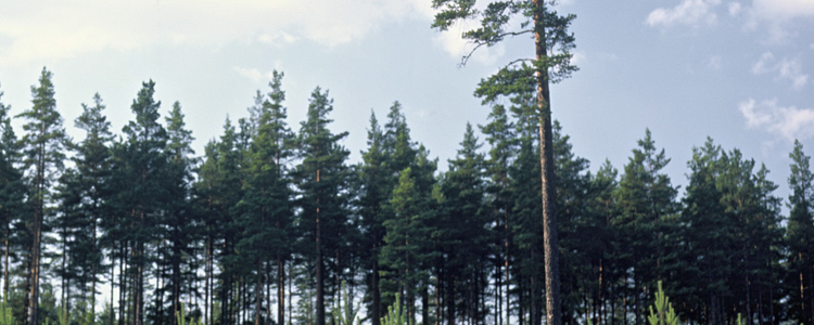 Tallplantering. . Foto: Michael Ekstrand