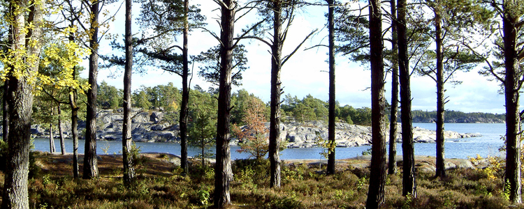 Skog vid kust.  Foto: Henry Stahre