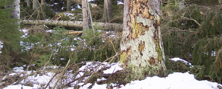 Granbarkborreskadad skog i vinterlandskap.. 