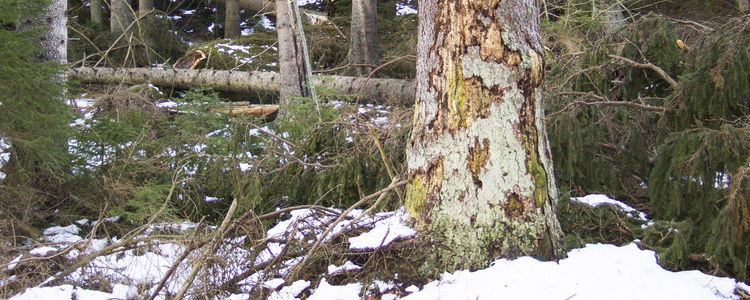 Granbarkborreskadad skog i vinterlandskap..  Foto: Michael Ekstrand