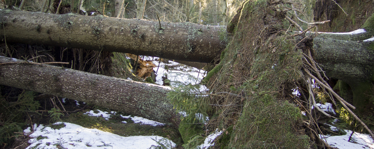 Stormfälld skog efter stormen Per 2007.  Foto: Michael Ekstrand