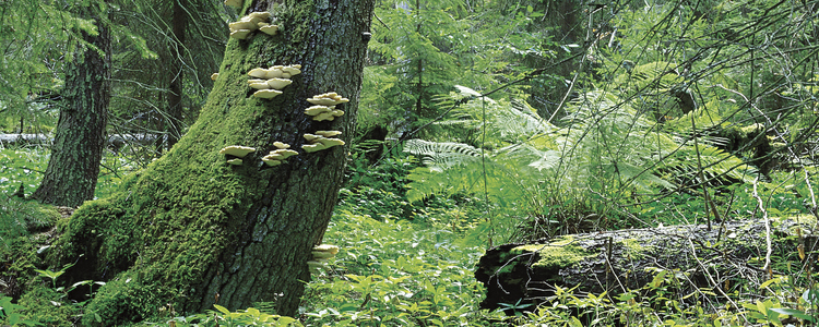 Trådticka på granhögstubbe. 
