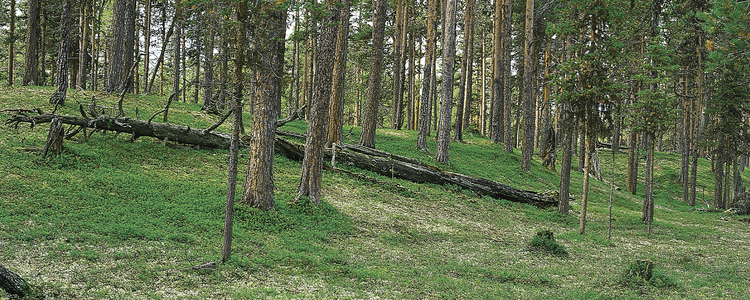 Sandtallskog. 