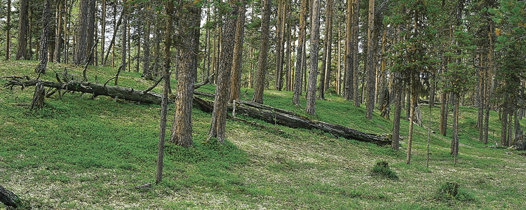 Sandtallskog.  Foto: Johan Nitare