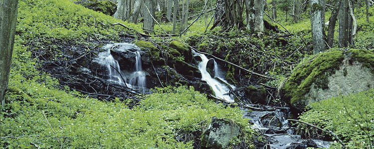 Skogsbäck.