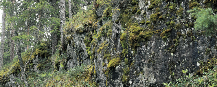 Bergbrant. . Foto: Johan Nitare