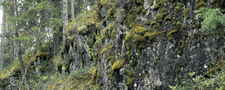 Bergbrant.  Foto: Johan Nitare