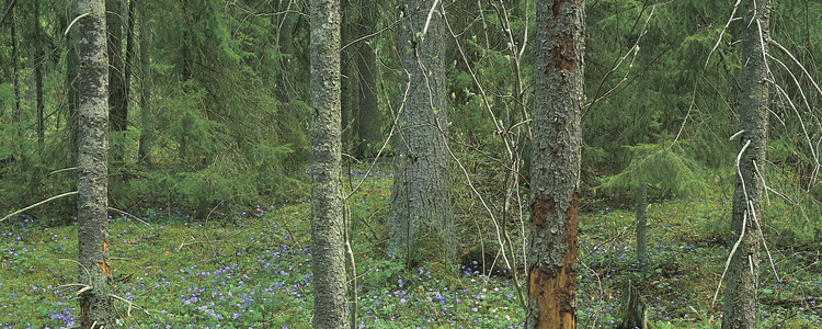 Kalkbarrskog.  Foto: Johan Nitare