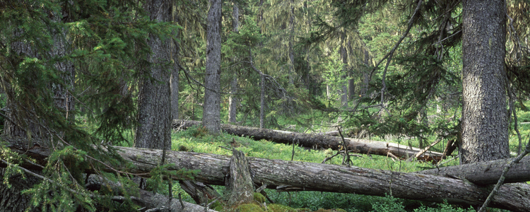 Barrnaturskog.  Foto: Johan Nitare