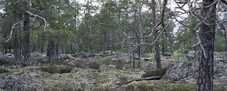 Hällmarkstallskog. 