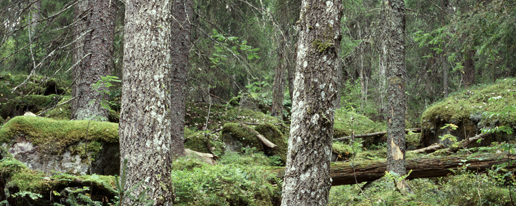 Lövrik barrnaturskog. 