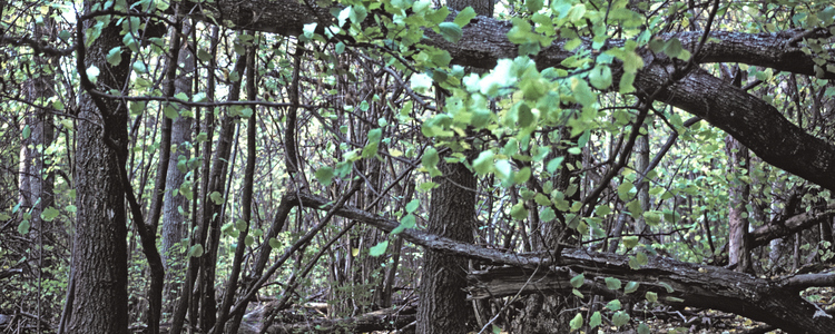 Lövnaturskog. 