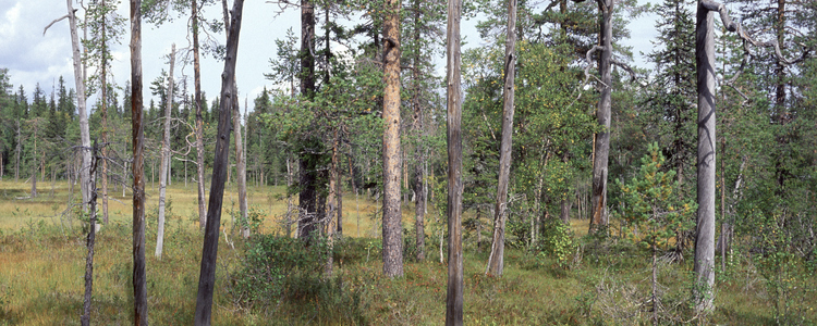 Tallsumpskog.