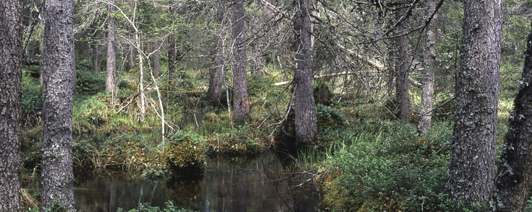 Gransumpskog. Foto: Johan Nitare.