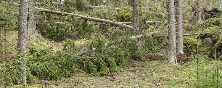 Stormfälld skog efter stormen Gudrun 2005. 