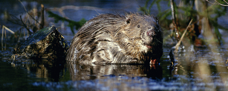 Beaver in water.