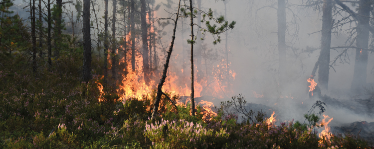 Skogsbrand. Foto: Daniel Sjoholm MostPhotos