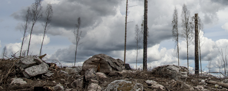 Efter skogsbranden i Västmanland 2014 