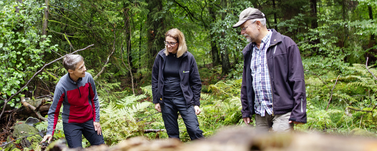 En skogskonsulent och två skogsägare tittar tillsammans på en låga i en bokskog. Ett fallet dött träd i skogen kallas låga. . Foto: Jenny Leyman