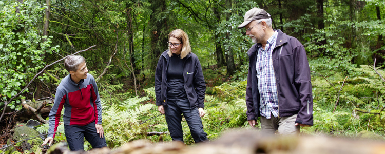 En skogskonsulent och två skogsägare tittar tillsammans på en låga i en bokskog. Ett fallet dött träd i skogen kallas låga. 