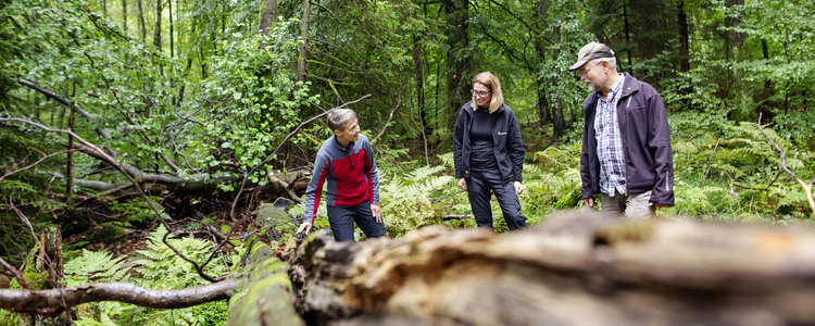 En skogskonsulent och två skogsägare tittar tillsammans på en låga i en bokskog. Ett fallet dött träd i skogen kallas låga.  Foto: Jenny Leyman