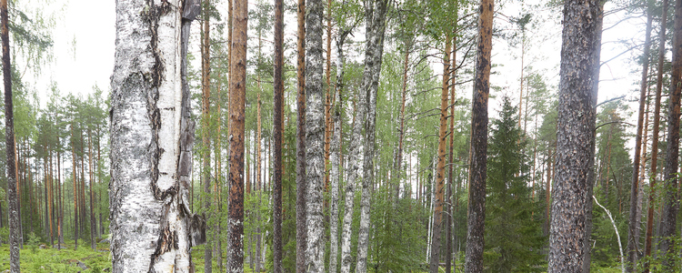 Luckhuggning i tallskog, Bräcke Jämtland