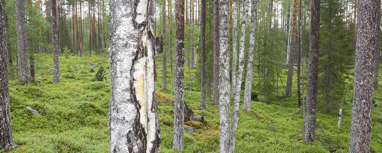 Luckhuggning i tallskog, Bräcke Jämtland