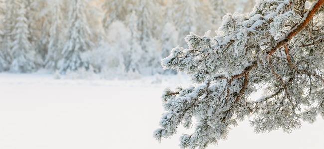Tallgren med frost i ett vinter landskap