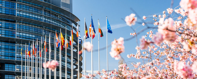 Europa-parlamentet Strasbourg. Blommande körsbärsträd och många nationsflaggor utanför byggnaden. 