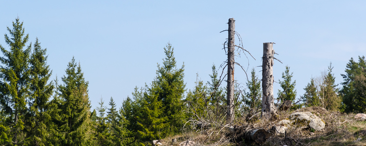 Kvarlämnade högstubbar i en granskog. Foto: MostPhotos