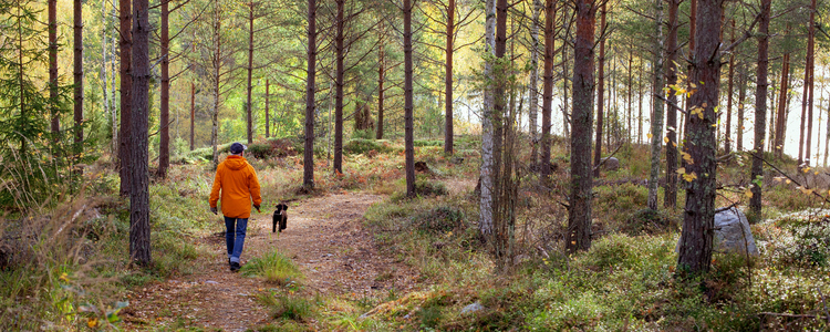 Man går i skogen med sin hund