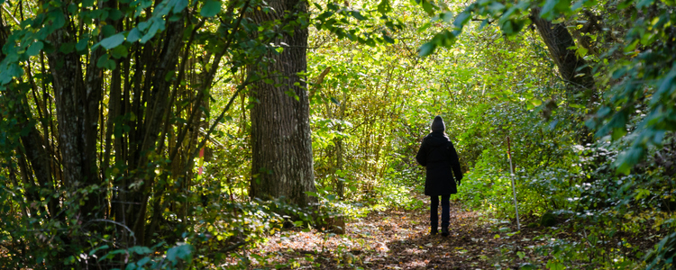 Promenad mot ljuset i en tät lövskog