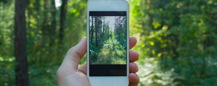 Närbild på en mobiltelefon som tar ett foto på skogen. Foto: MostPhotos