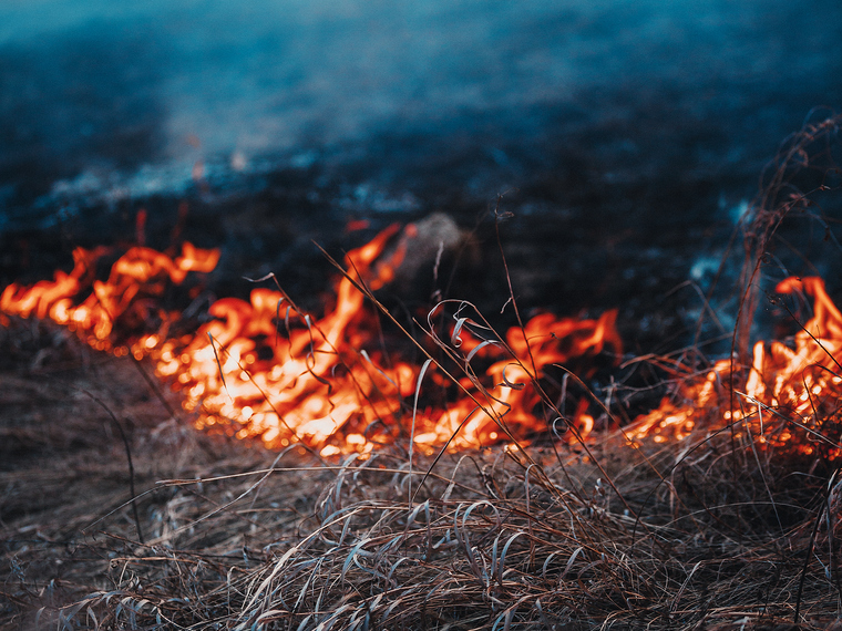 Skogsbrand. Torrt gräs som brinner okontrollerat.