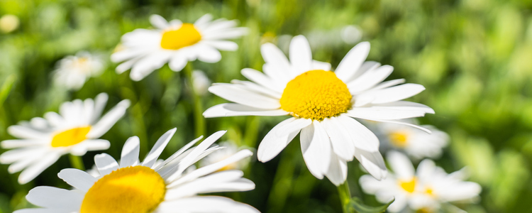 Prästkragar i närbild en varm och solig sommardag. Foto: Mostphotos