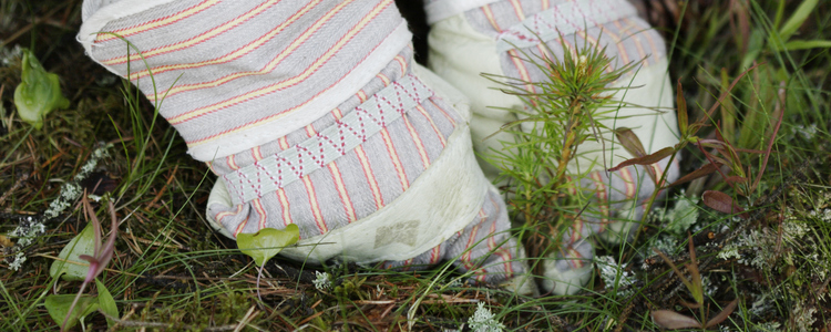 Händer som planterar tallplanta. Foto: Barbro Wickström