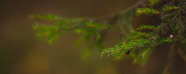 Närbild på skog, mossa och fallna löv. Foto: Mostphotos