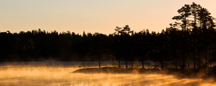 Träd speglar sig i stilla vatten.  Foto: Mostphotos