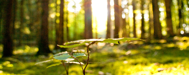 Vackert solljus i skog