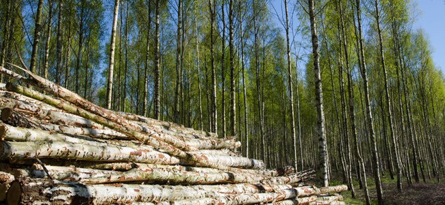 Björkskog.